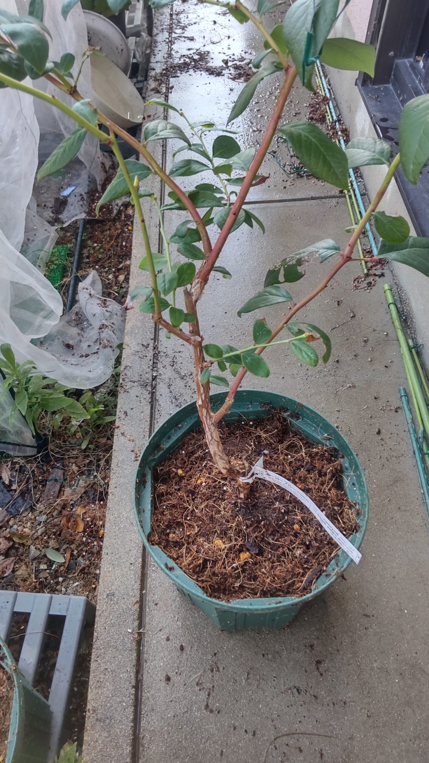 スージーブルーブルーベリー植え替え完了
