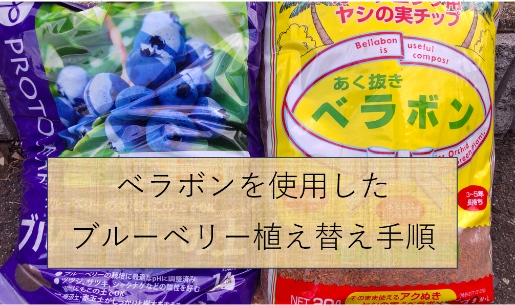 ベラボンを使用したブルーベリー植え替え手順