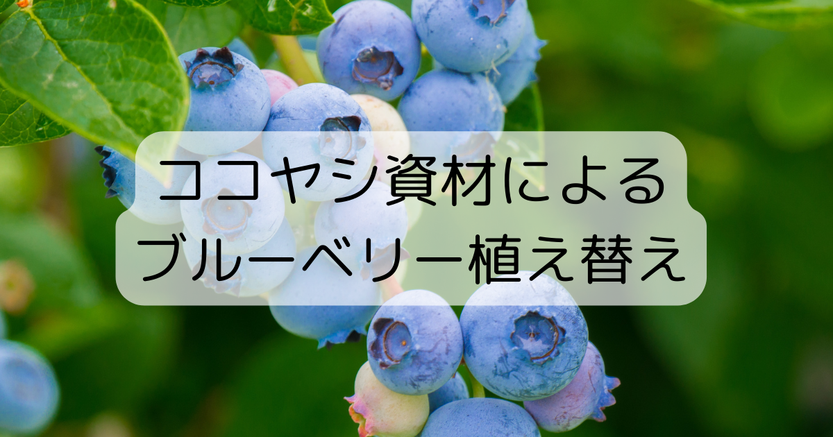 ココヤシ資材でブルーベリーを植え替える方法|サンドセットのph調整