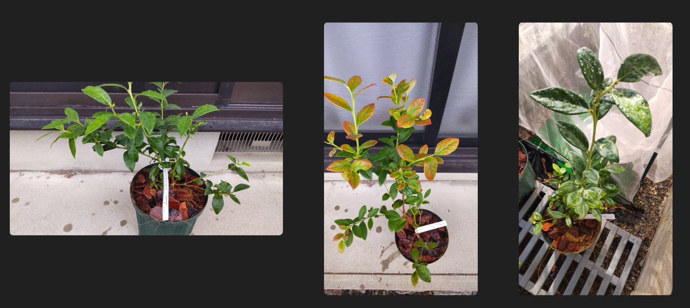 植え替え完了したブルーベリー