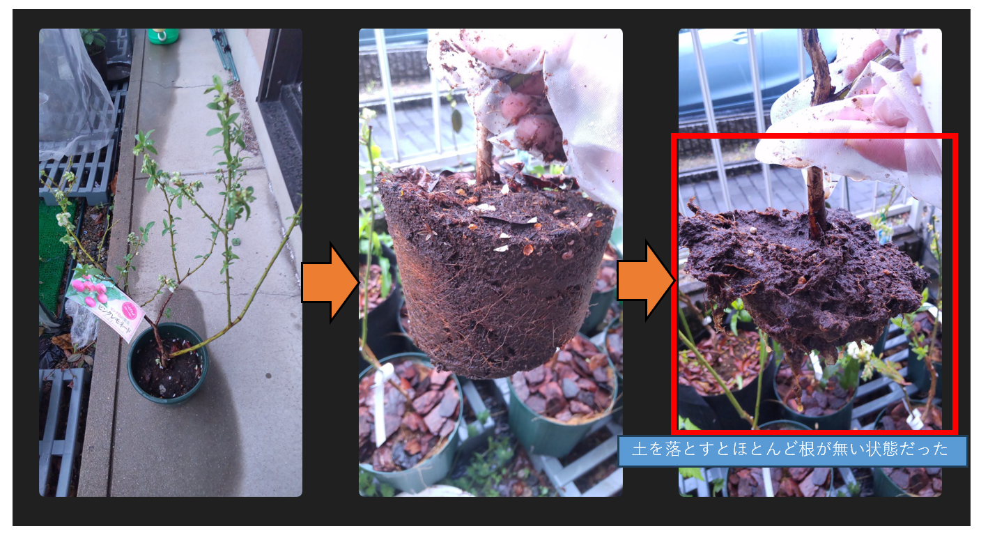 ピンクレモネードの自根苗植替え前状態