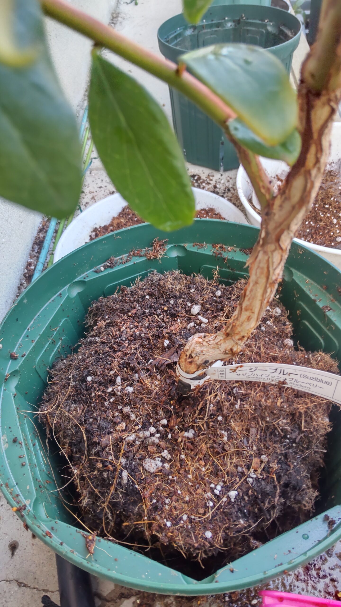ブルーベリーの8号鉢への植え替え
