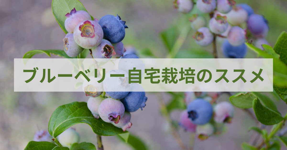 ブルーベリー自宅栽培の魅力