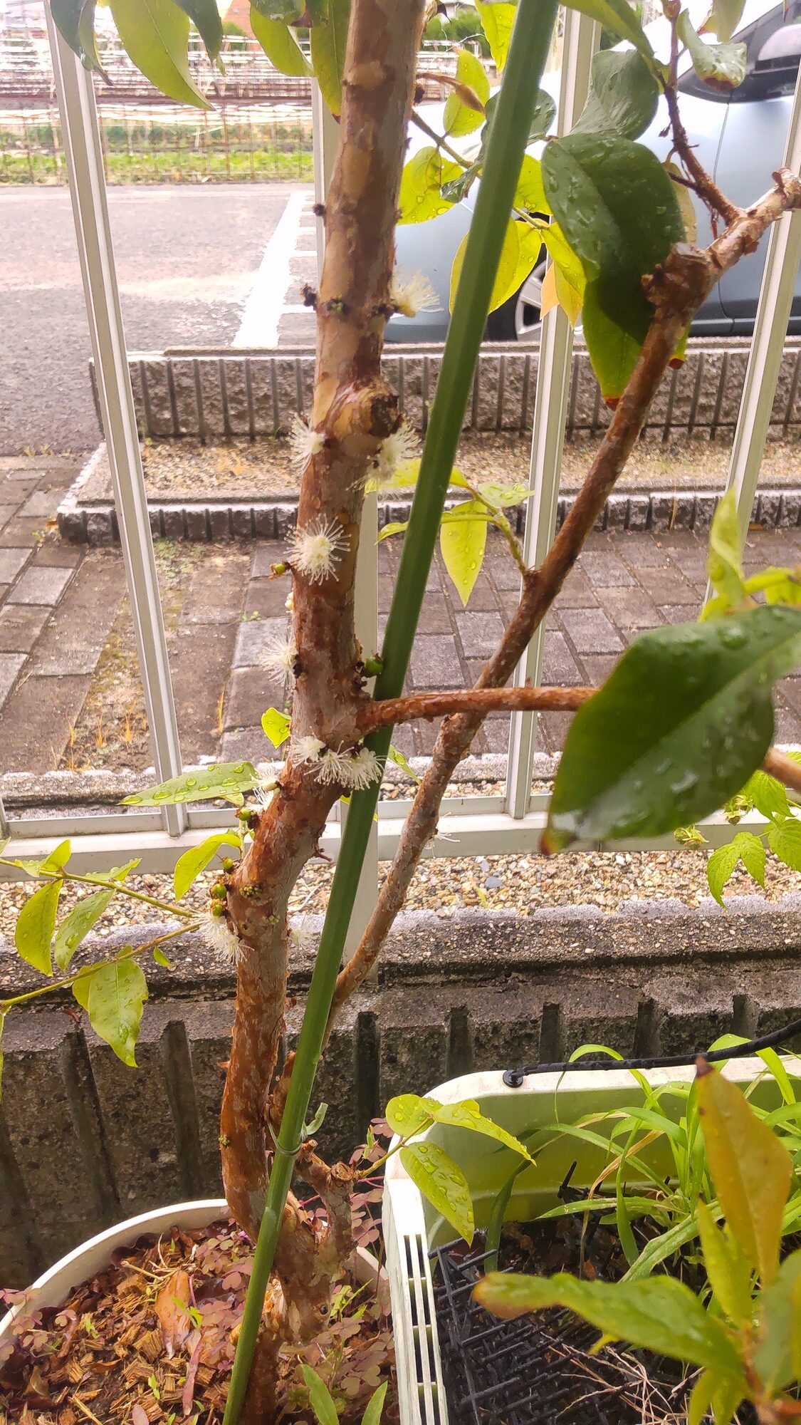 ジャボチカバの花