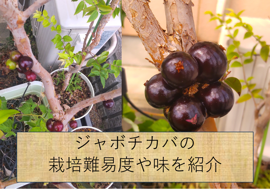 ジャボチカバの育て方と収穫した果実&味の感想(耐寒性と冬場の管理方法も) | 人生-of-Mine