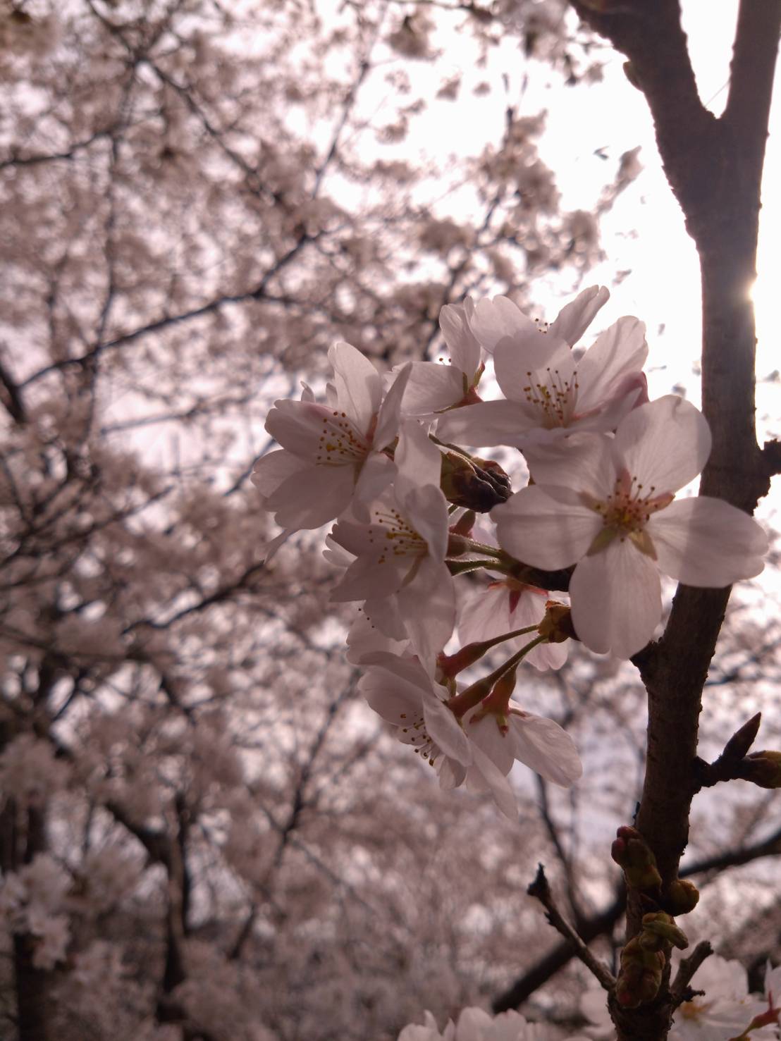 雨山トンネル付近の枝垂れ桜1