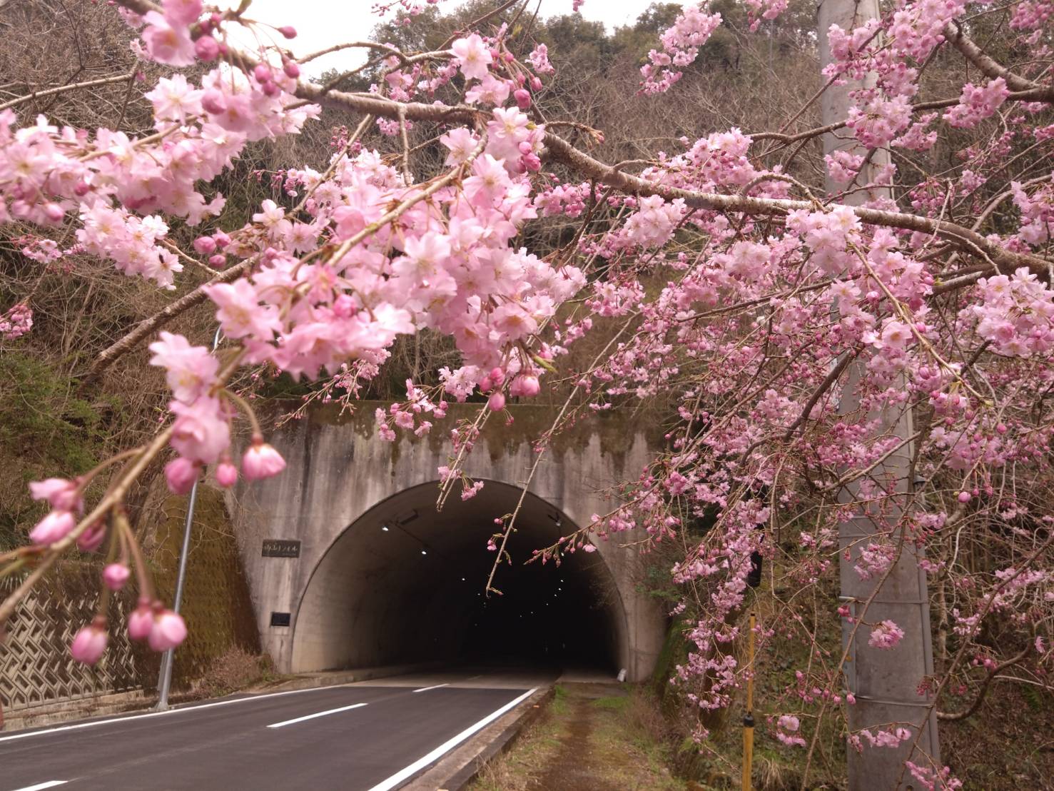 雨山トンネルと枝垂れ桜