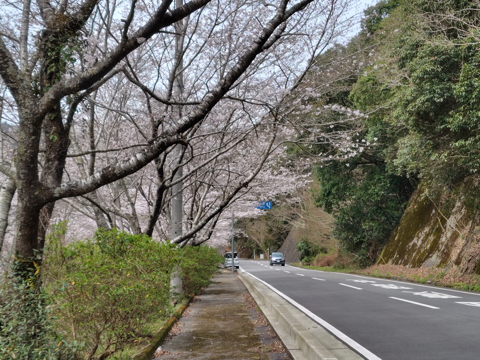 雨山の郷の道沿いの桜並木1