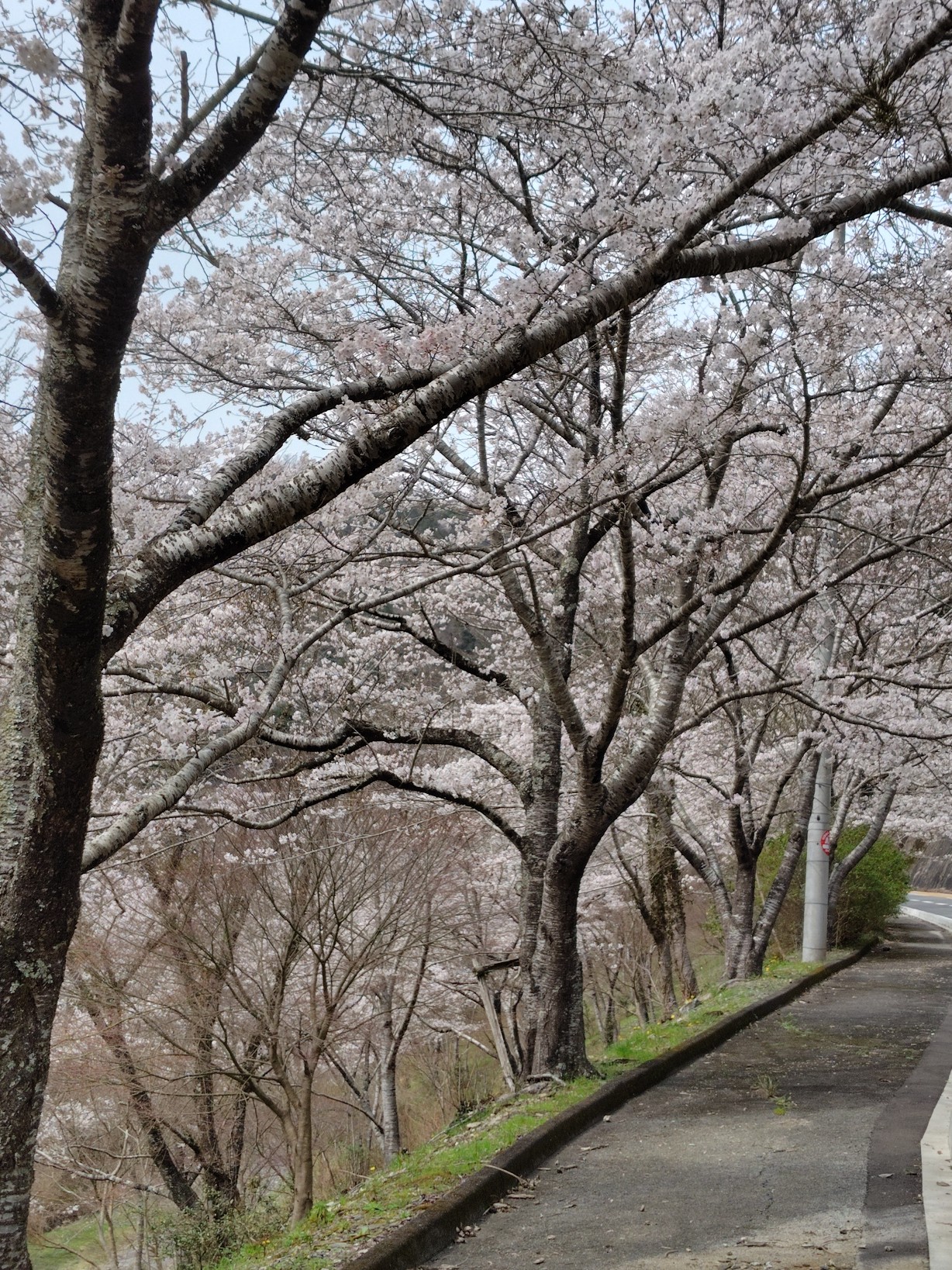雨山の郷の道沿いの桜並木3