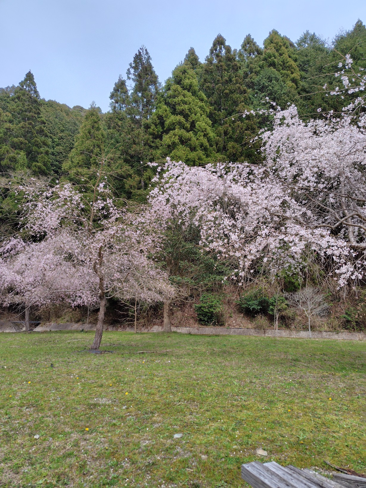 茶屋雨山の郷の広場の桜