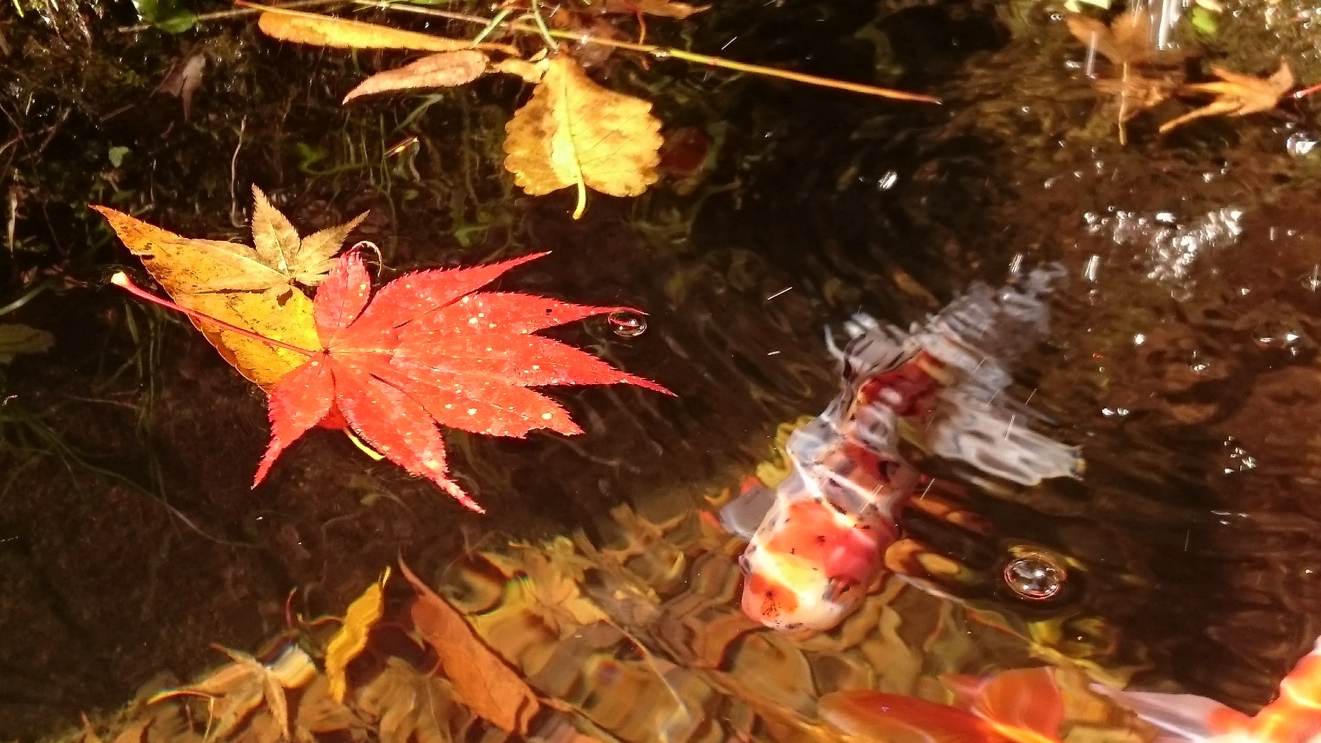 秋の貴船神社の写真2