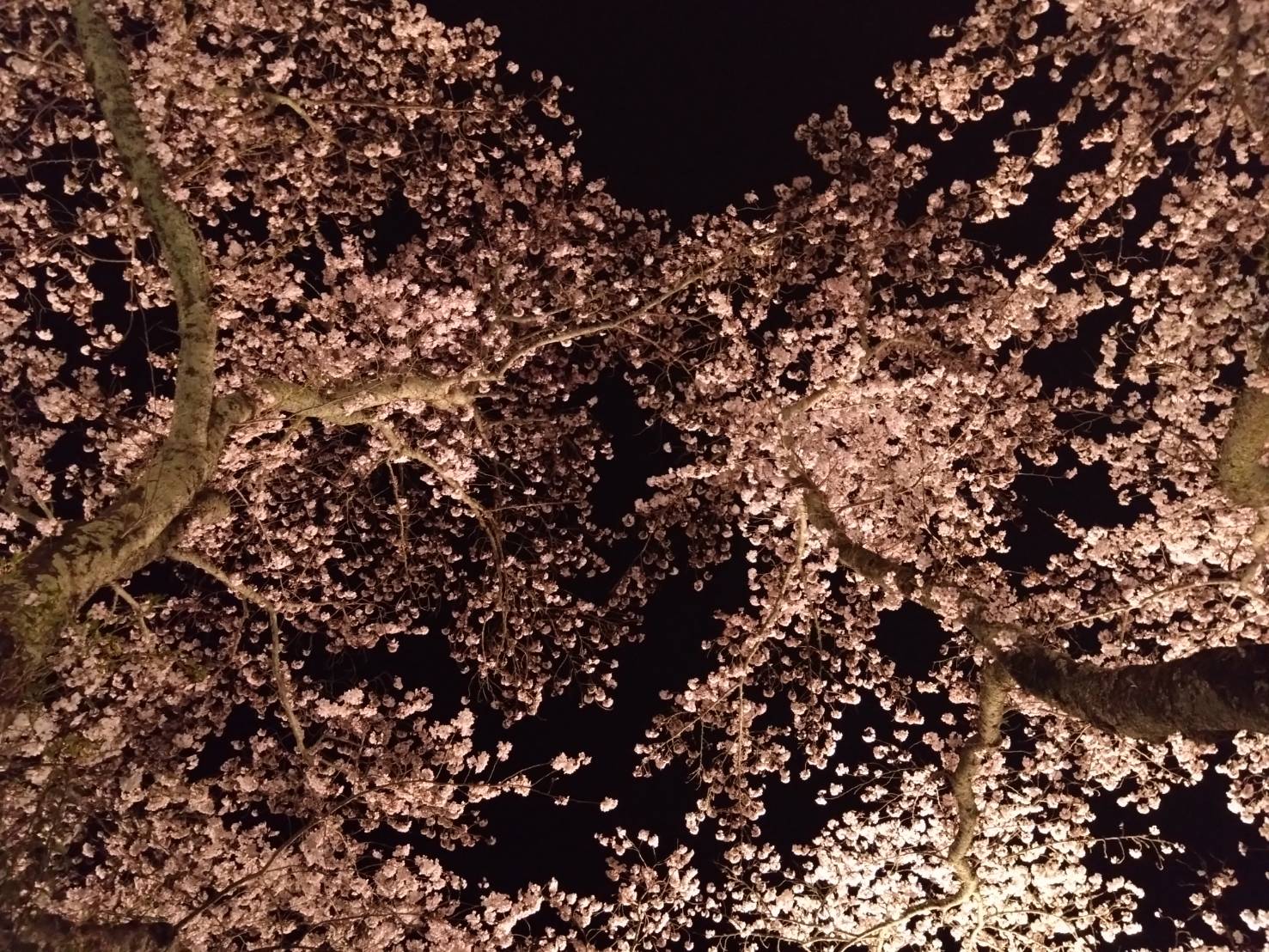 石舞台古墳の満開の桜2