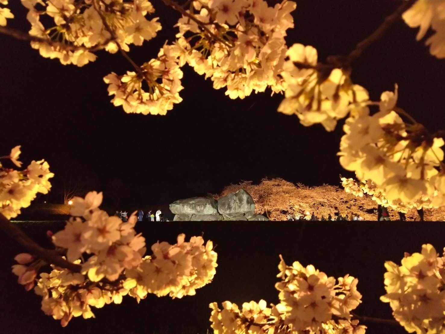 石舞台古墳と桜1
