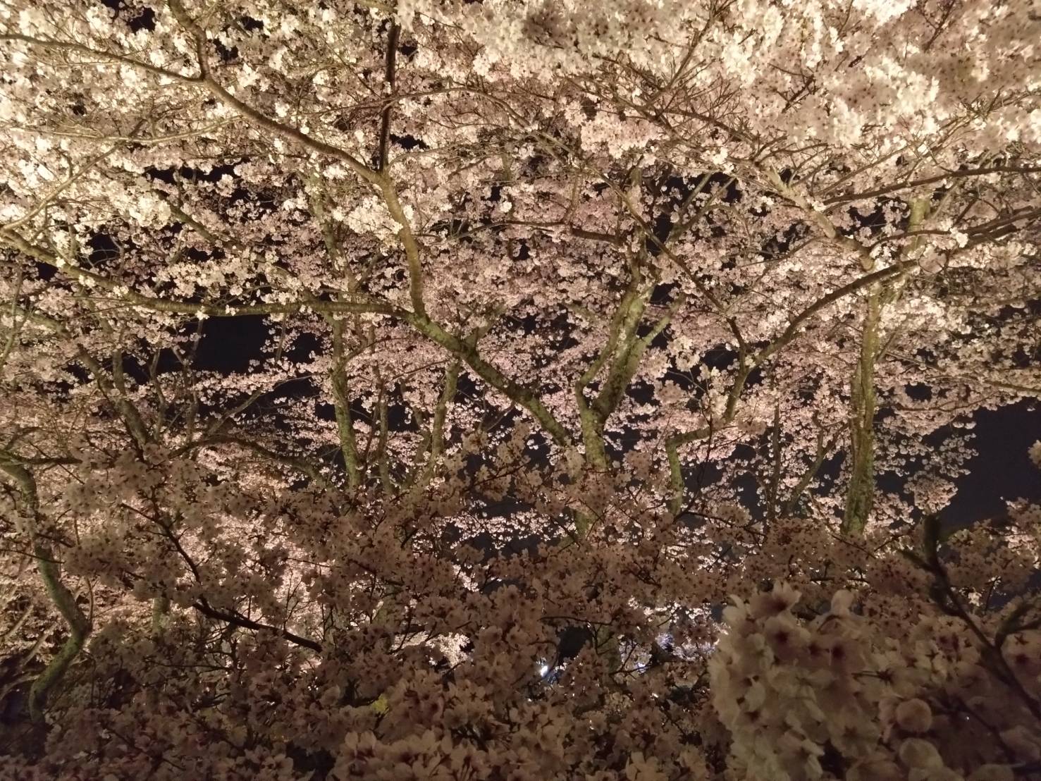 迫力のある桜