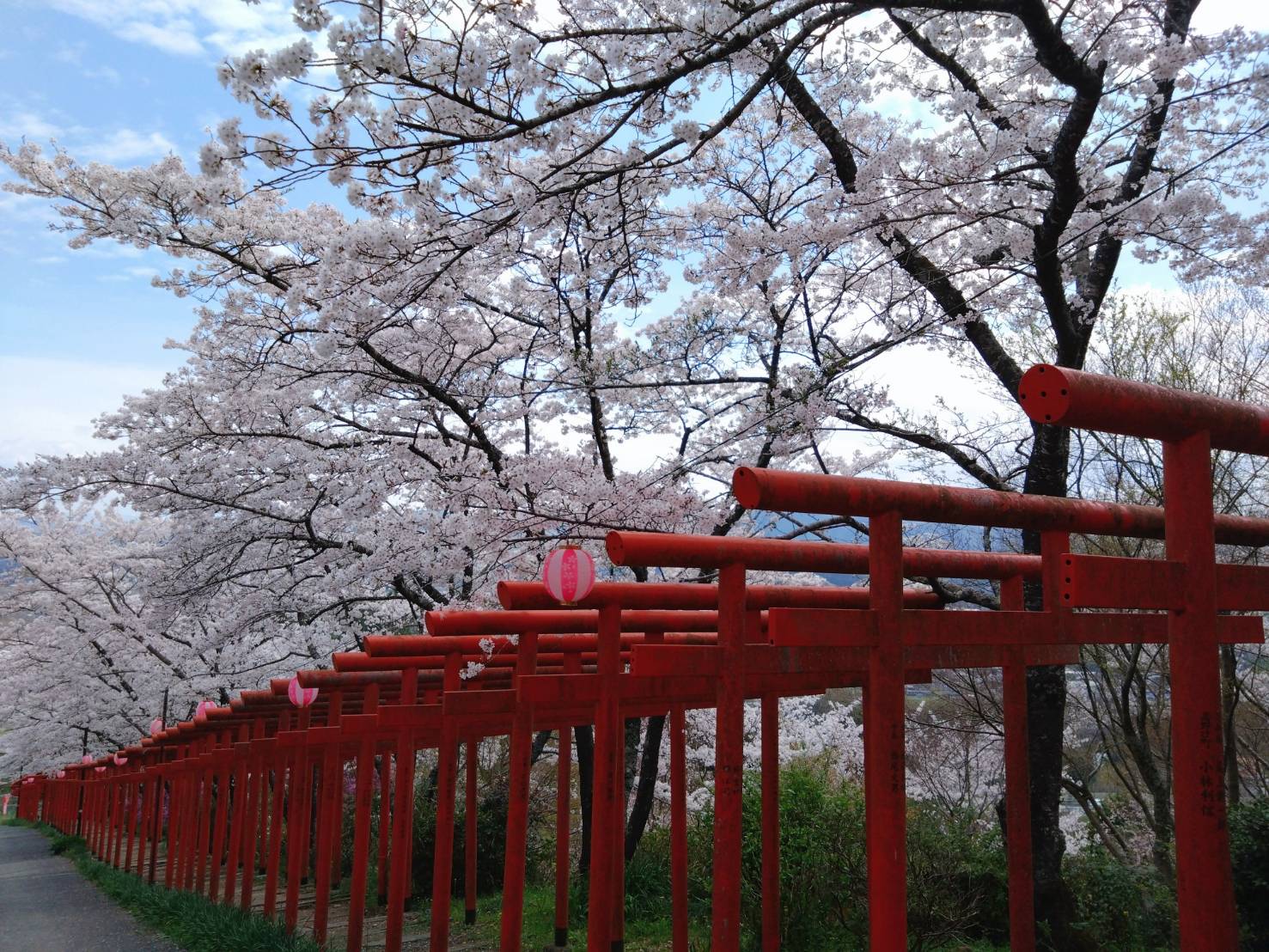 丸高稲荷神社の鳥居郡