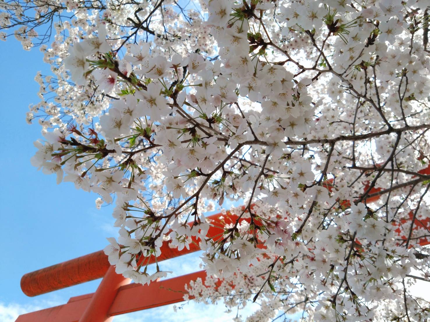 鳥居と桜3