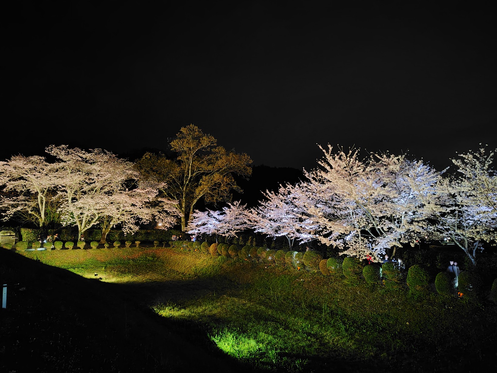 石舞台古墳の夜桜1