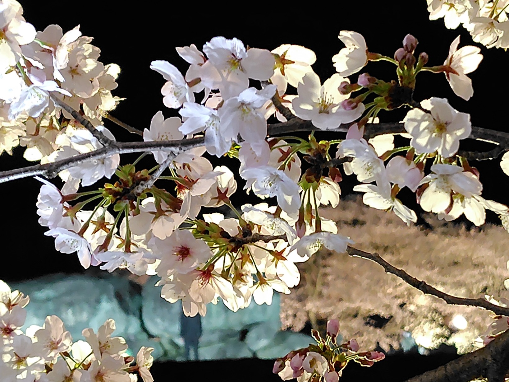 石舞台古墳の夜桜2