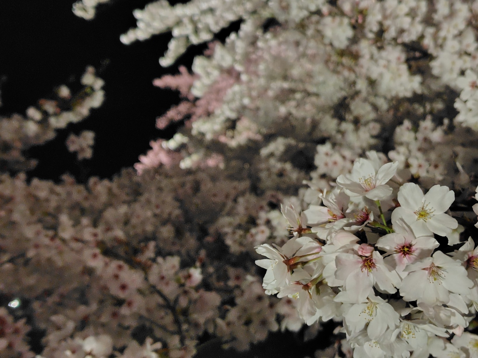 石舞台古墳の満開の桜