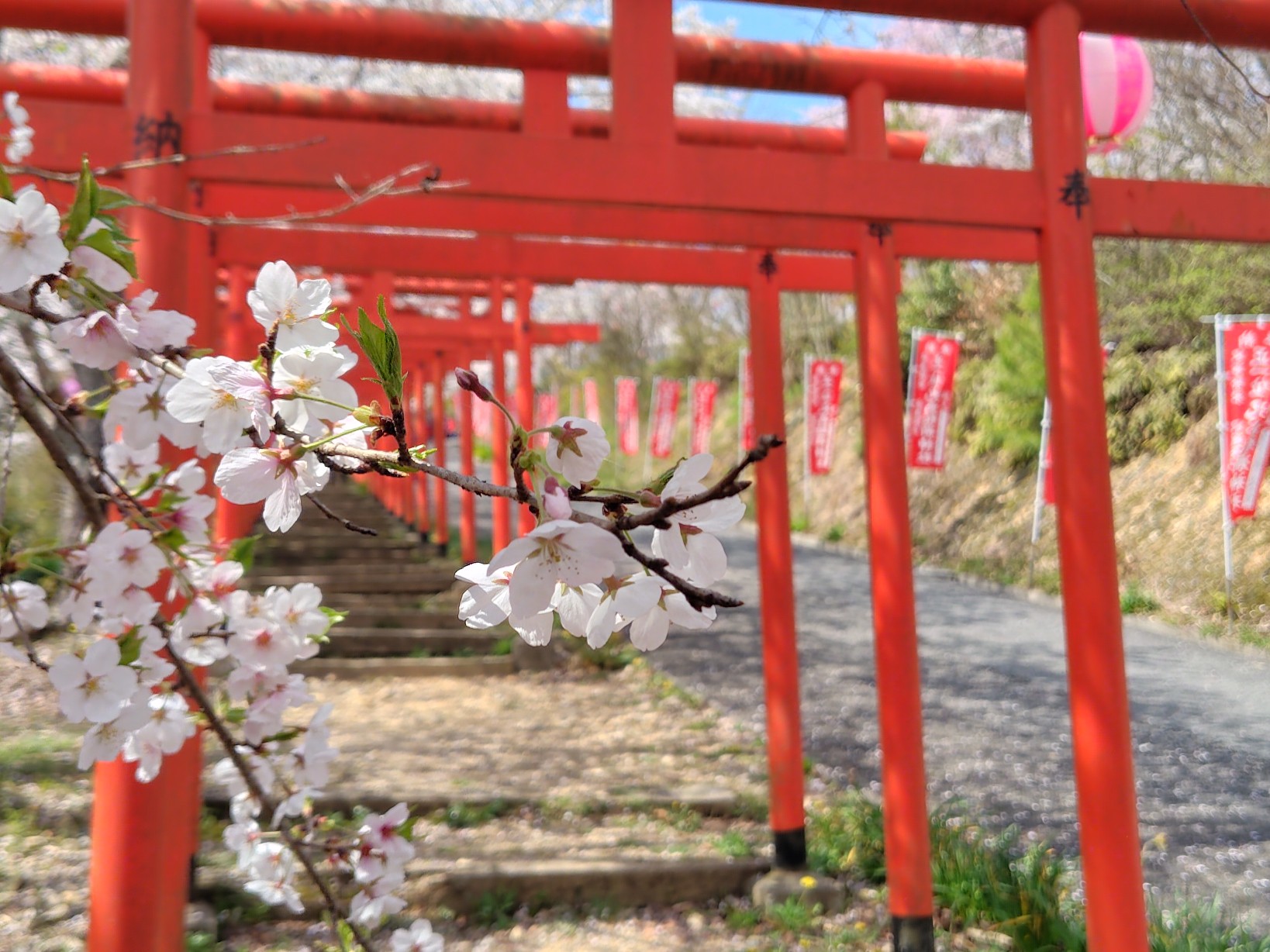鳥居と桜2