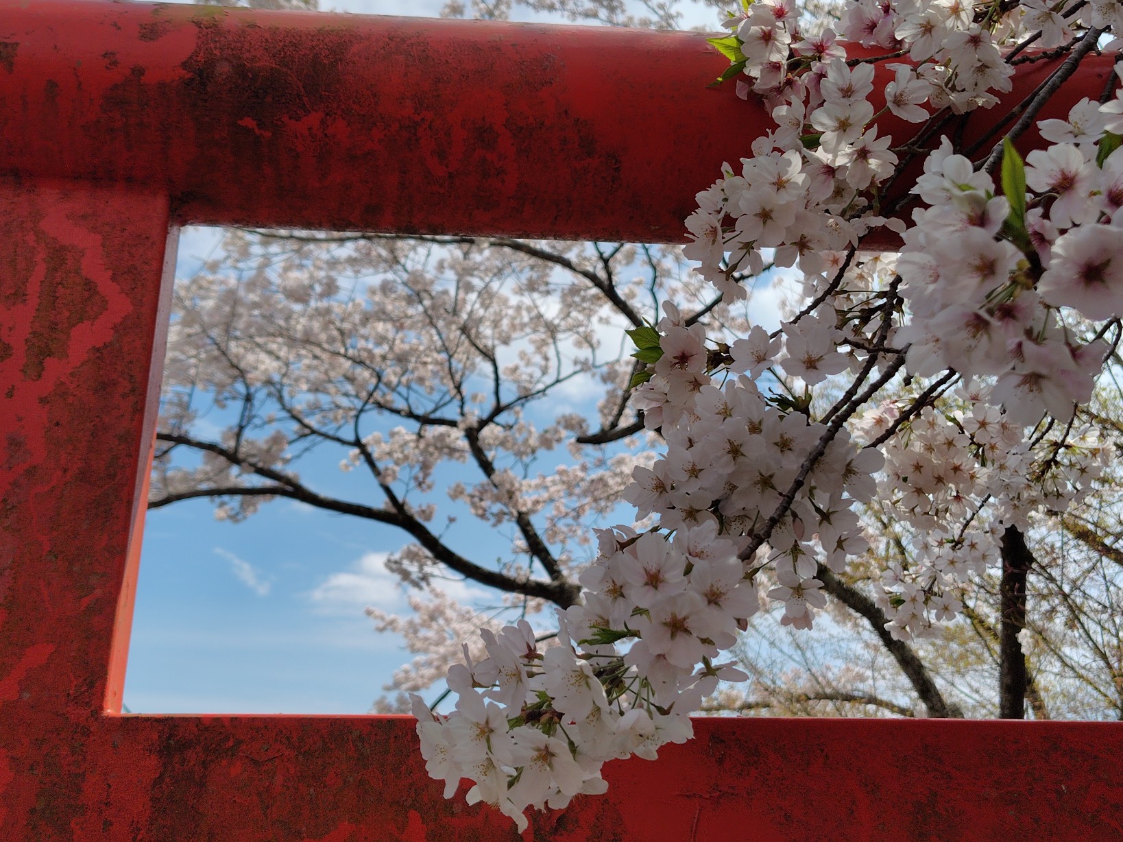 鳥居と桜1