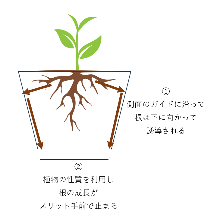 スリット鉢内部の根の動き