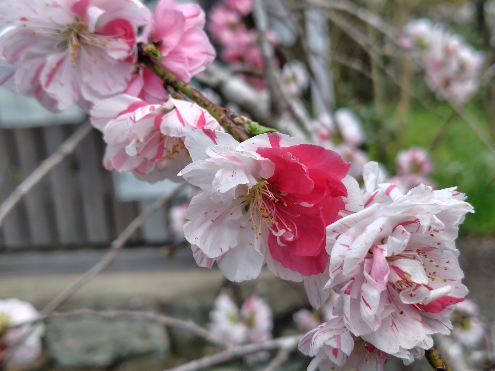 境内に咲いていた花桃