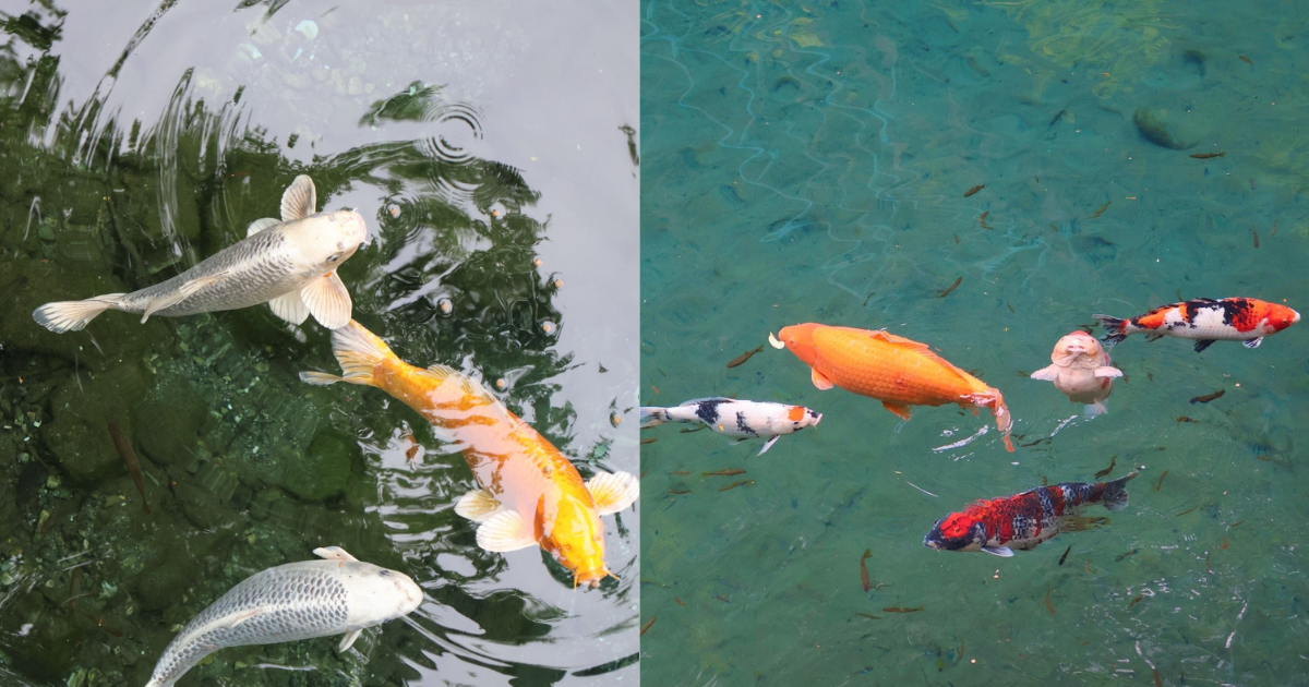 白龍湖に泳ぐ鯉