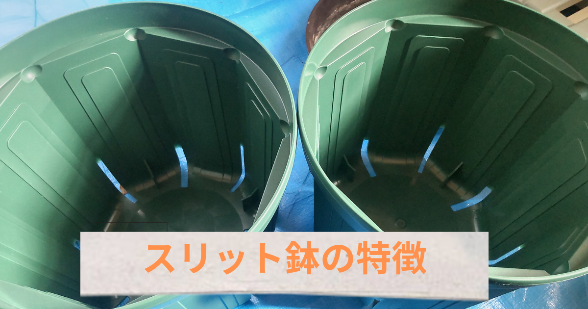 スリット鉢の特徴紹介