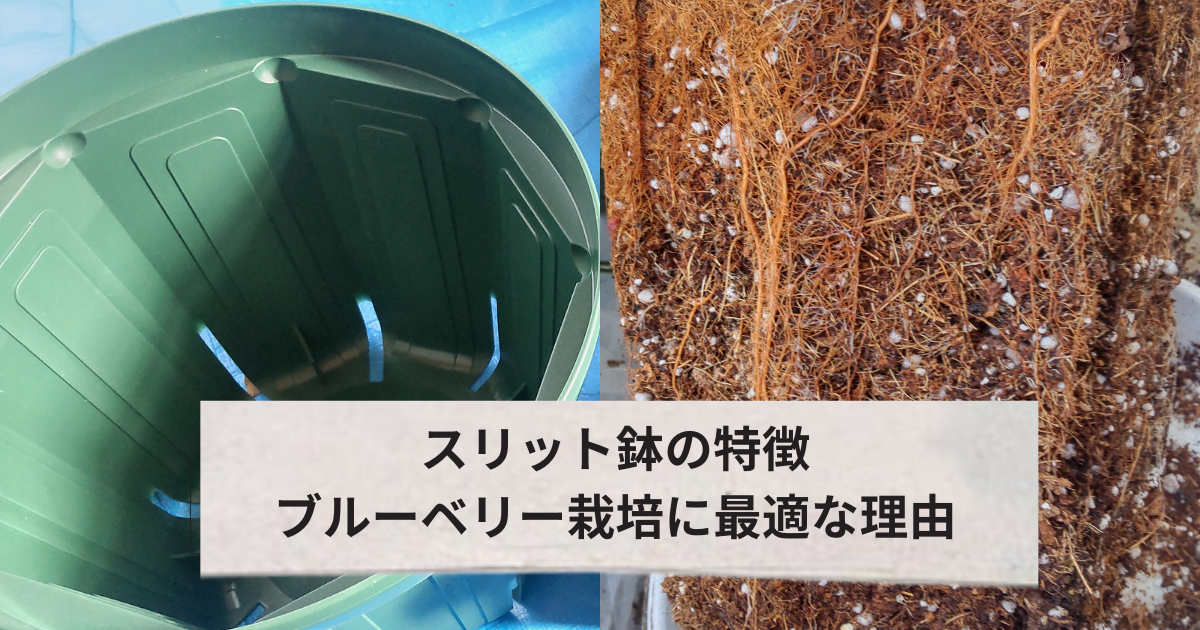 スリット鉢の効果とブルーベリー栽培に有利な理由とサークリング解説