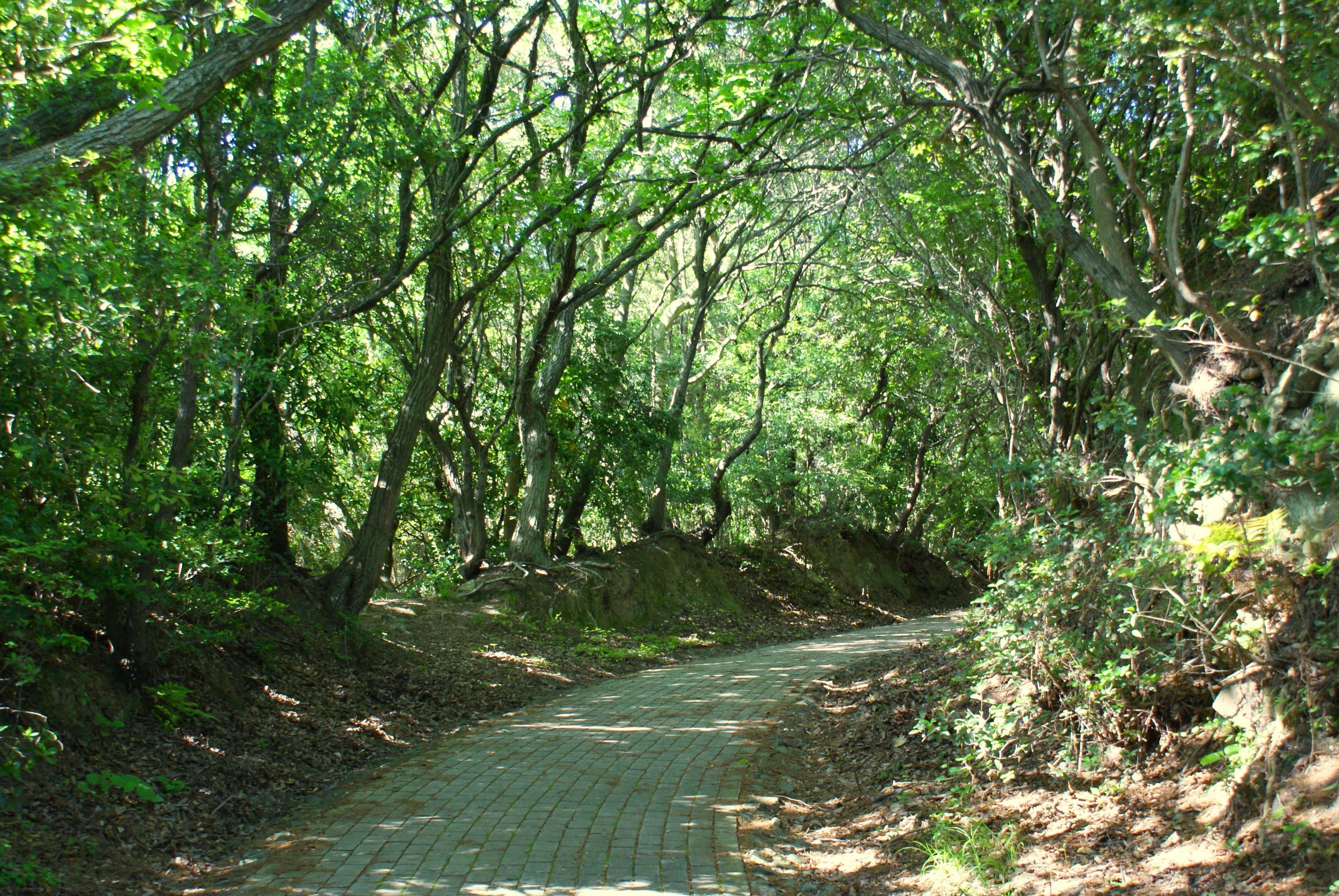 深山砲台跡の舗装路