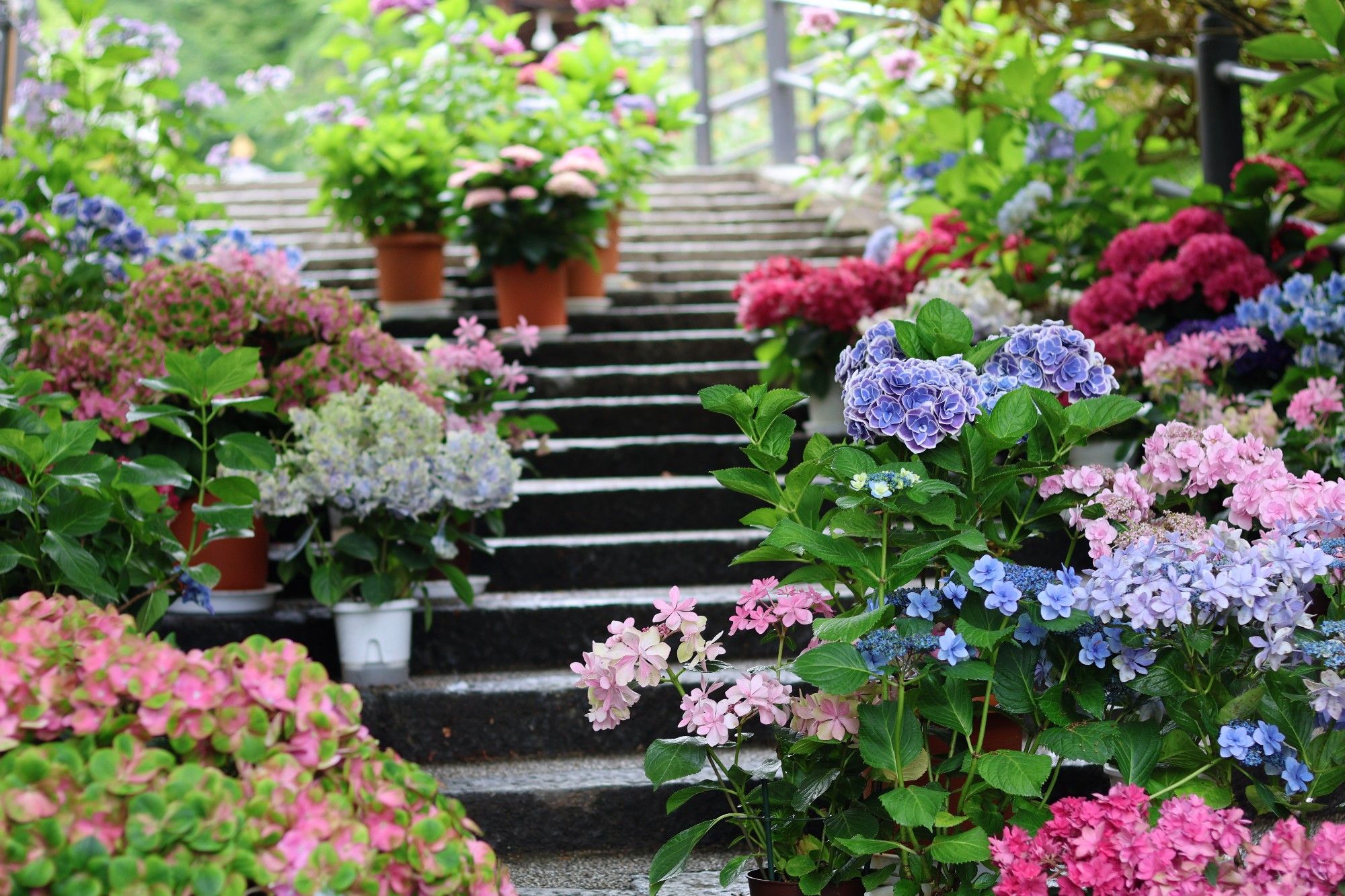 岡寺参道上に配置された紫陽花