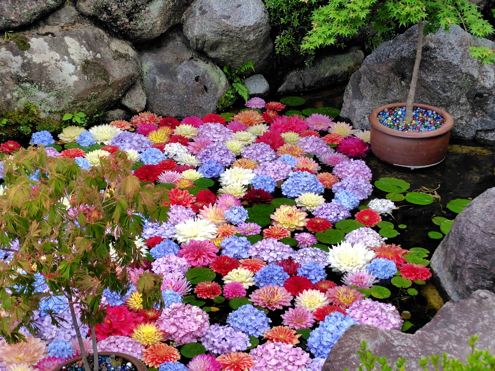 池に浮かぶ紫陽花とダリア