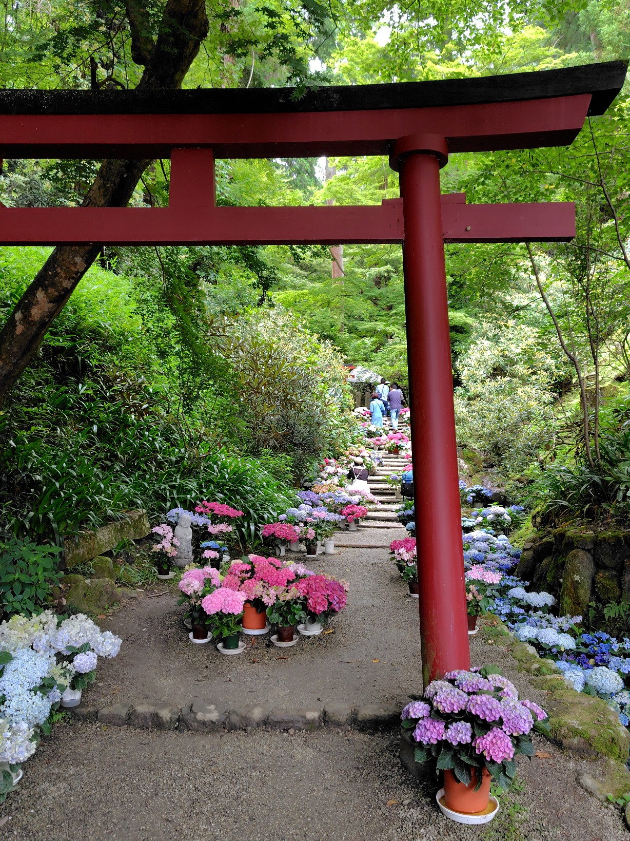 岡寺参道に配置された紫陽花