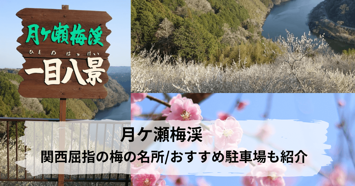 月ケ瀬梅林の梅まつりレビューと駐車場やおすすめお土産紹介