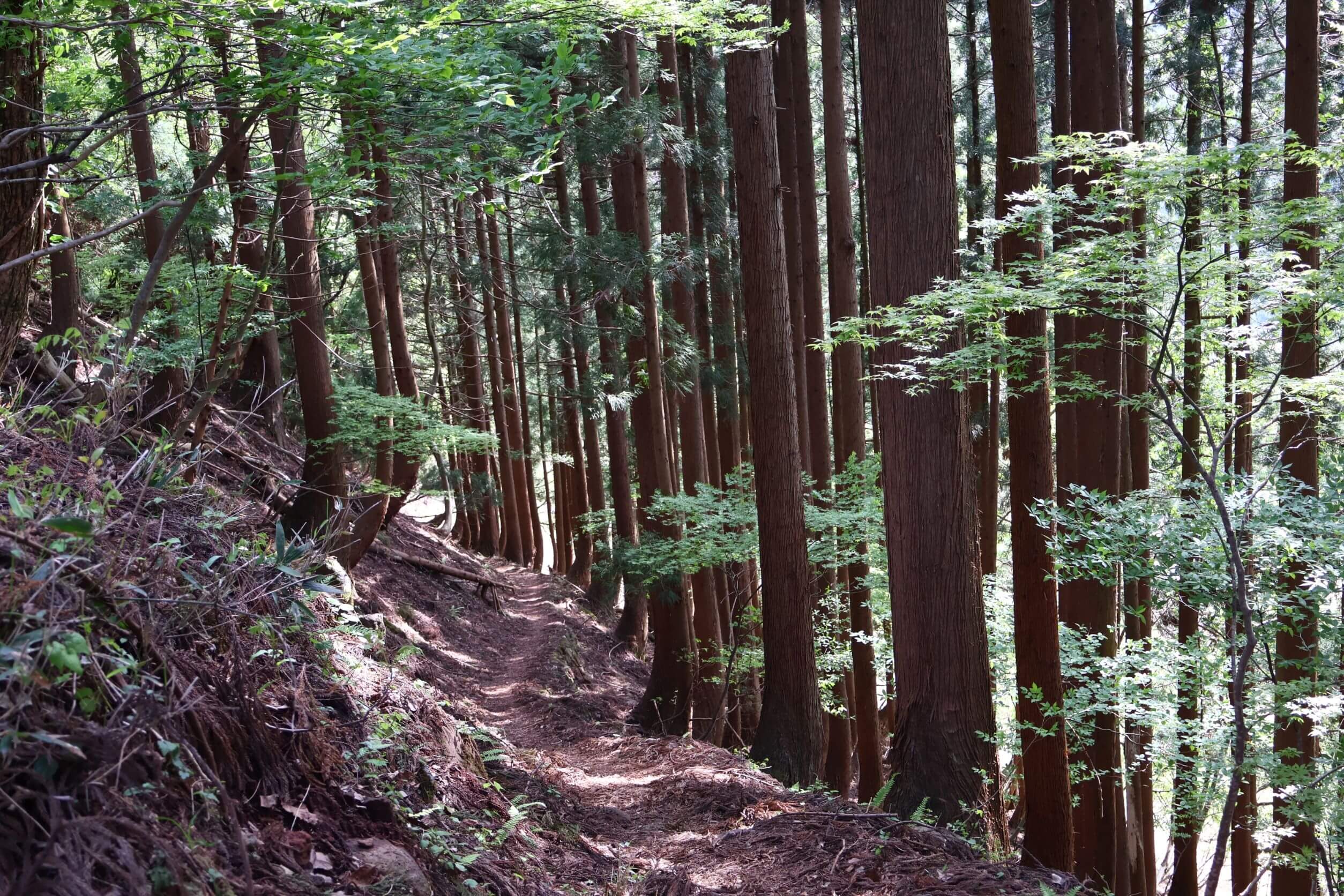 シワガラの滝への道中の山中