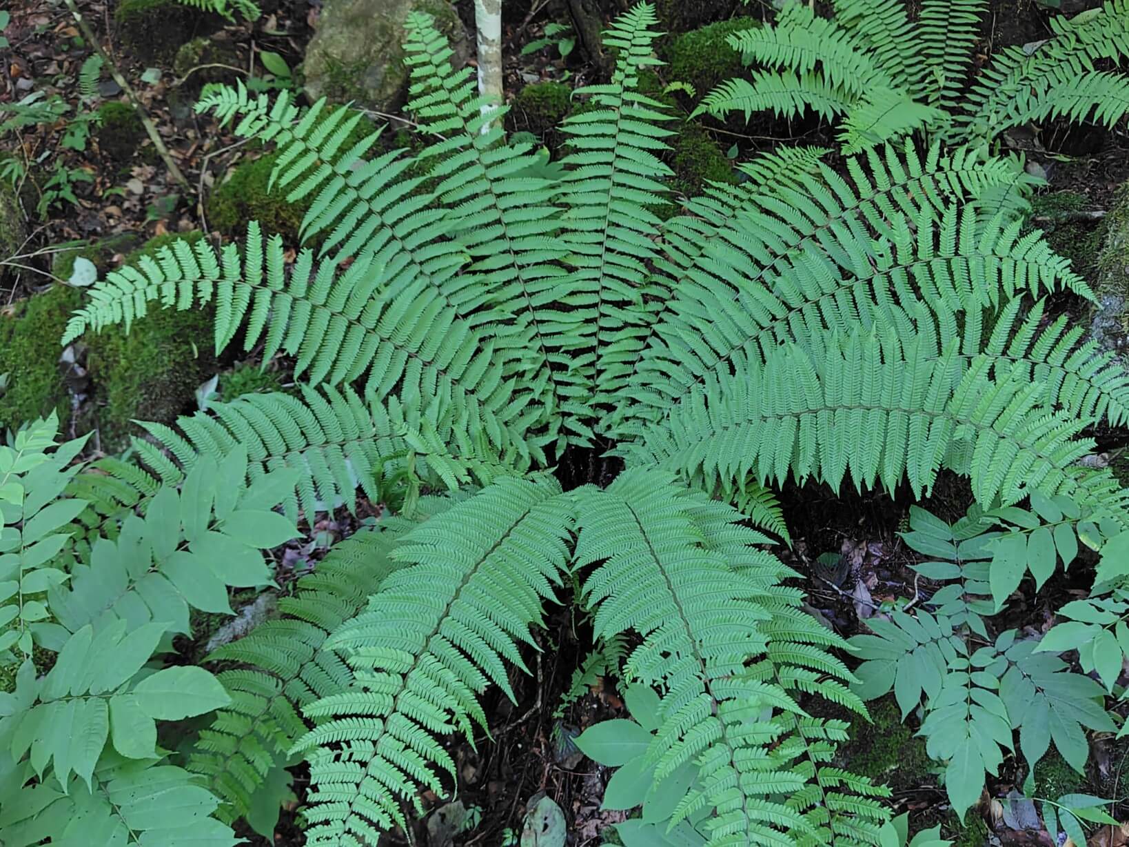 群生するシダ植物（多分イノデ？）かな。