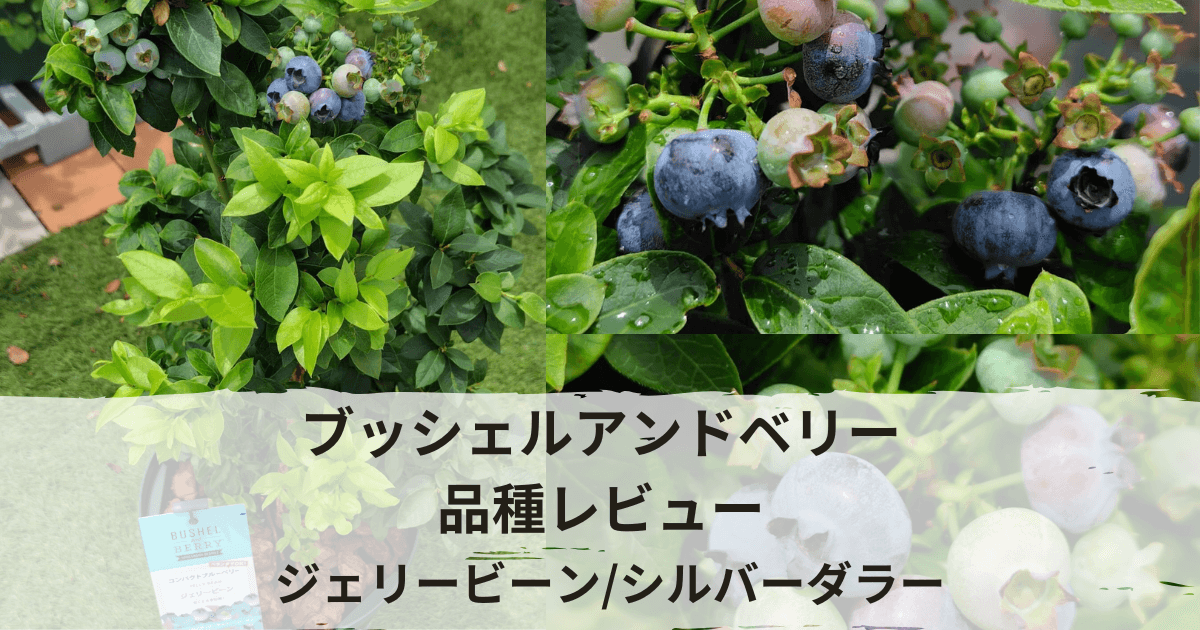 ブッシェルアンドベリー│収穫して食べた感想│育てやすい