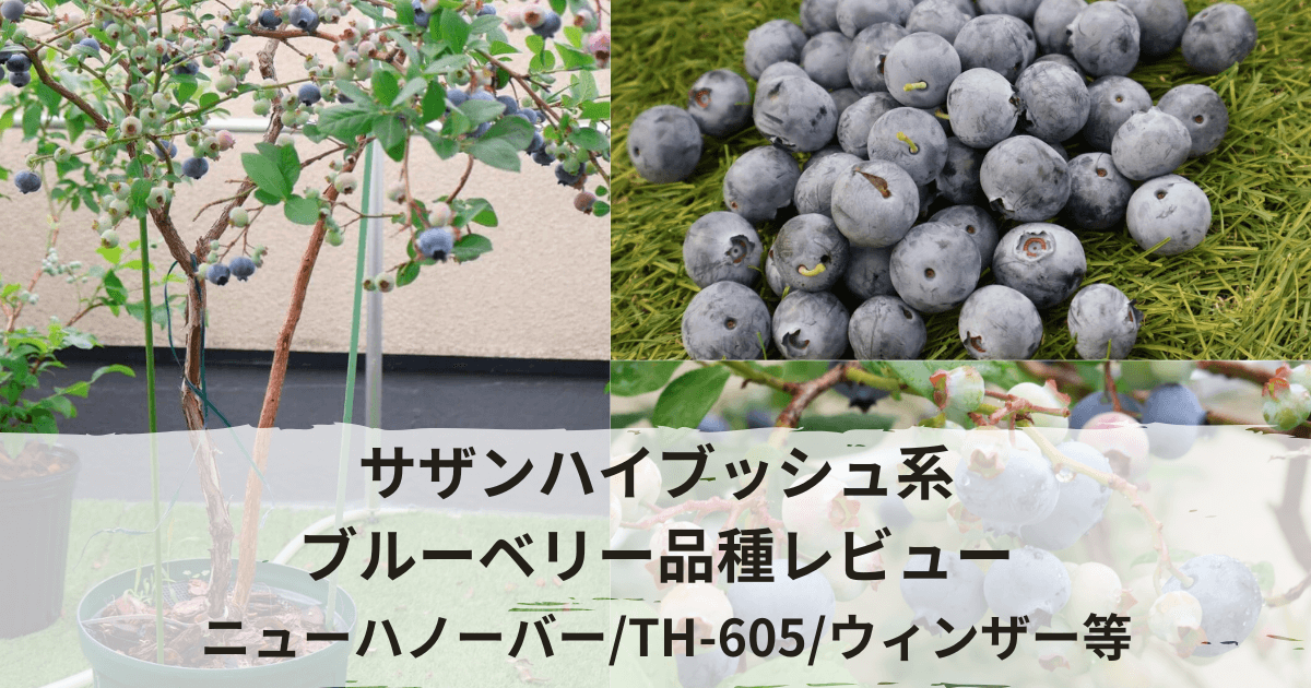 サザンハイブッシュのおすすめ品種ニューハノーバーレビューとTH-605の品種比較