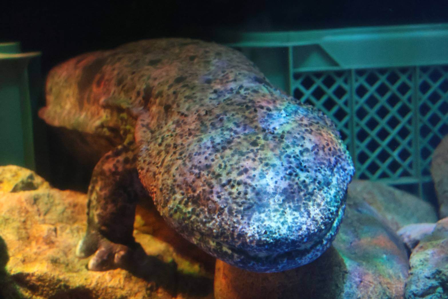 国の特別天然記念物、オオサンショウウオ
