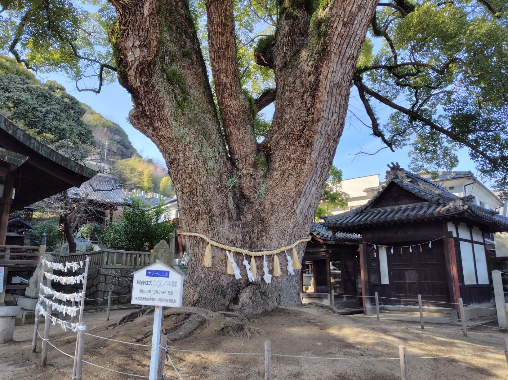 艮神社のクスノキ