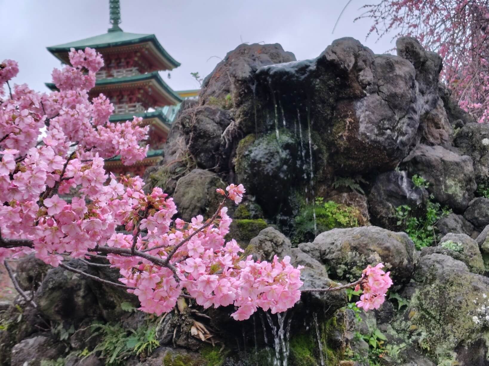 耕三寺境内の河津桜