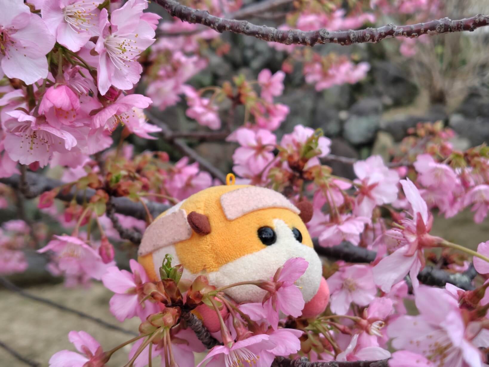 河津桜とモルカー