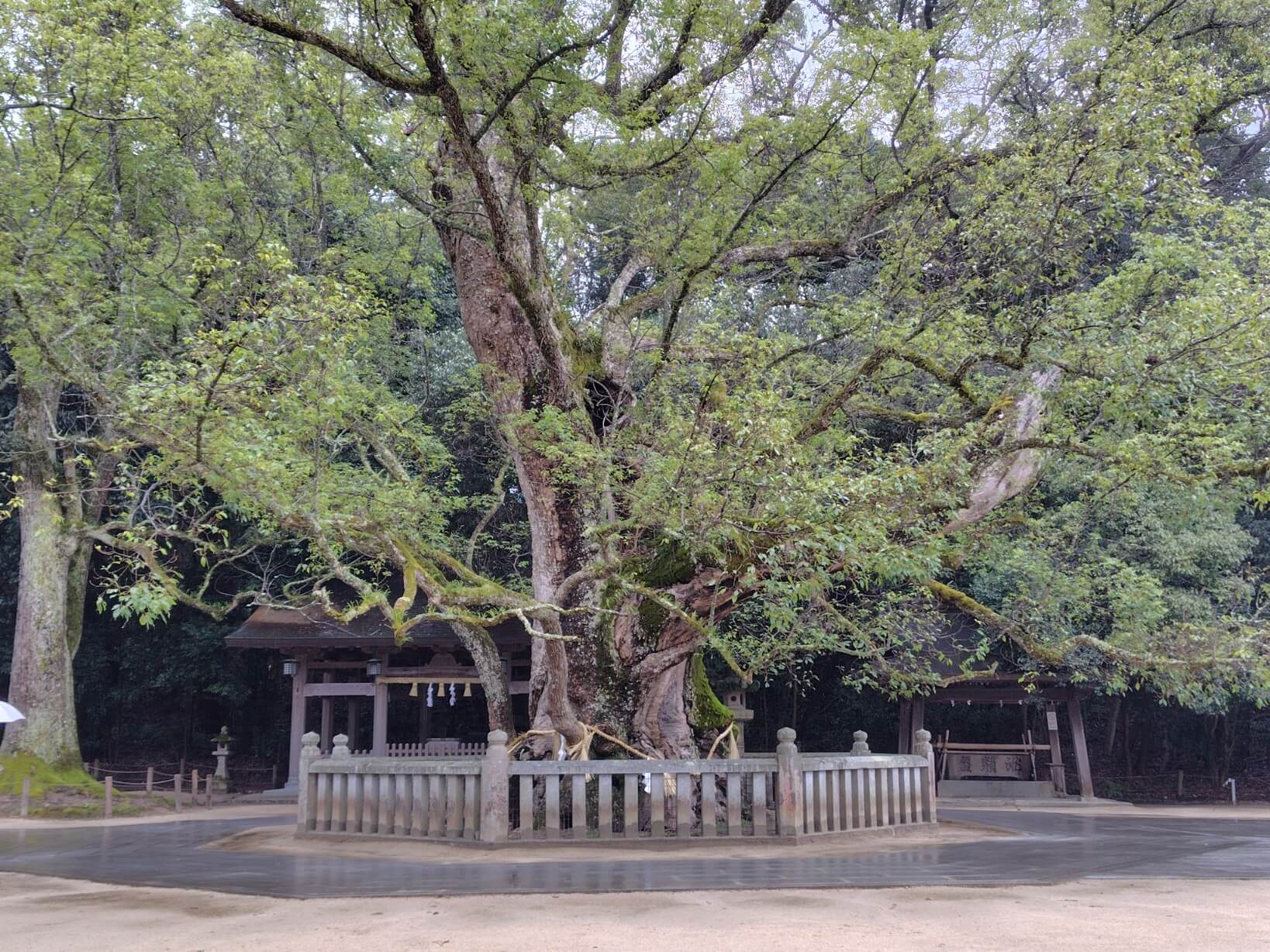 大山祇神社の大楠（天然記念物）