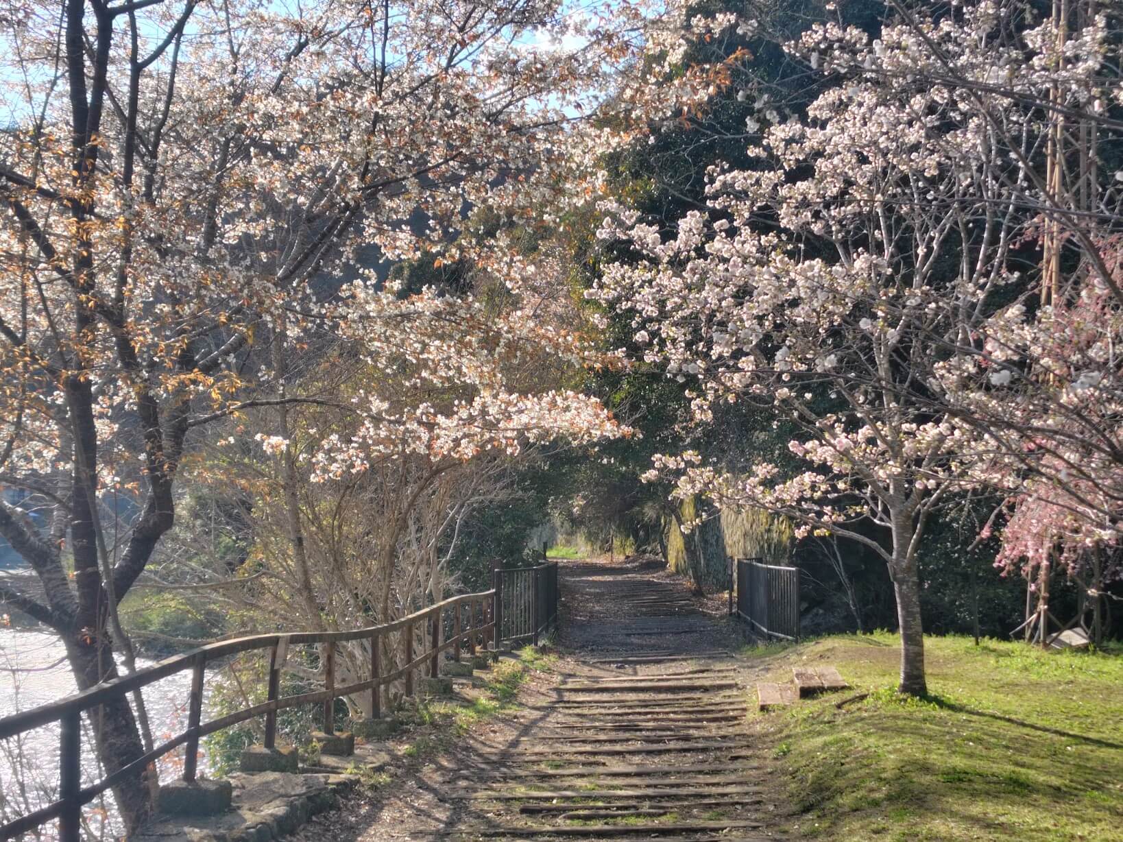 武田尾廃線敷の道中にある桜