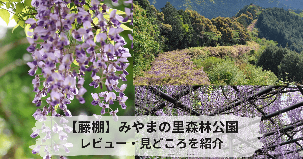 みやまの里森林公園の駐車場やレビュー感想と見頃紹介