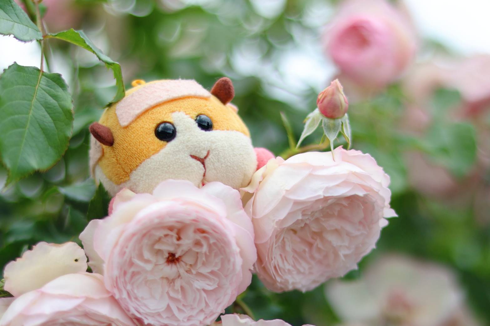 薔薇とモルカー撮影2