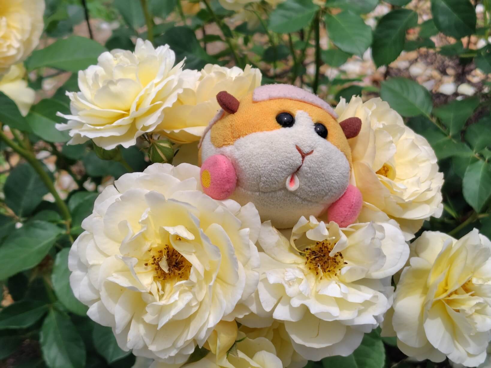 薔薇とモルカー撮影