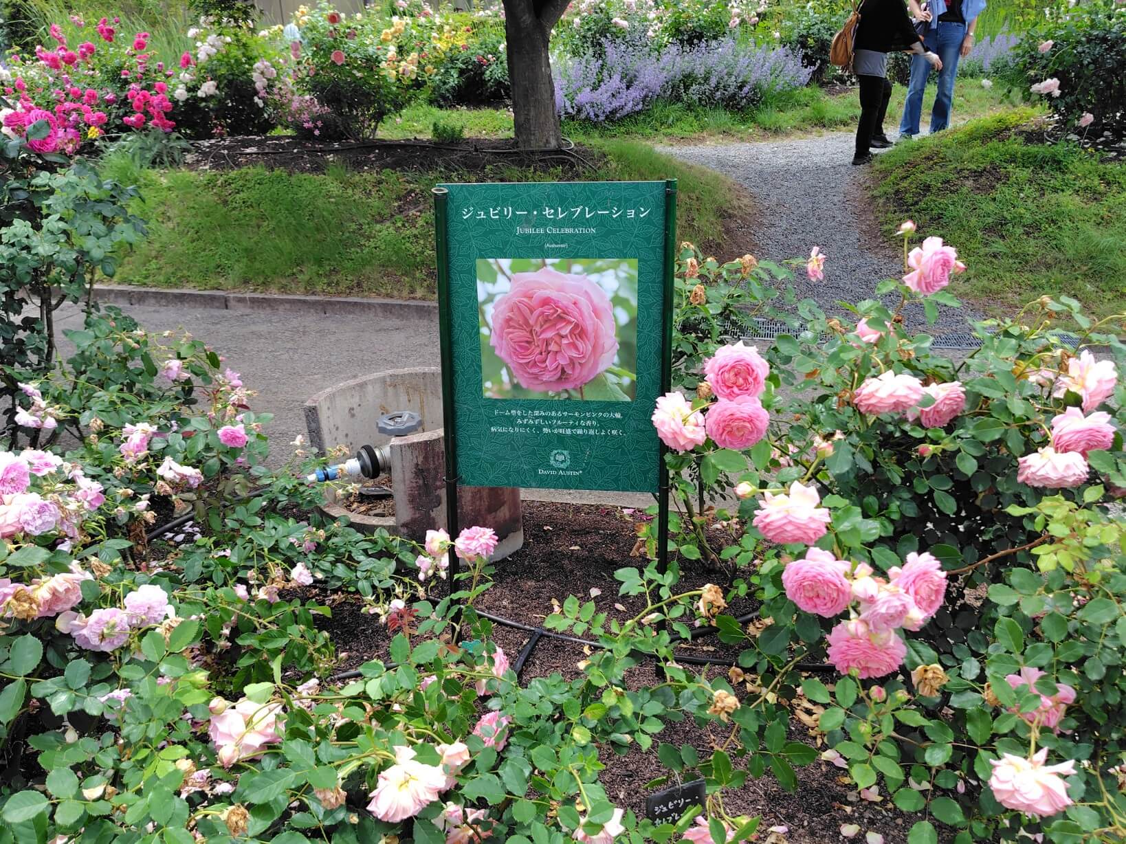 薔薇の品種紹介