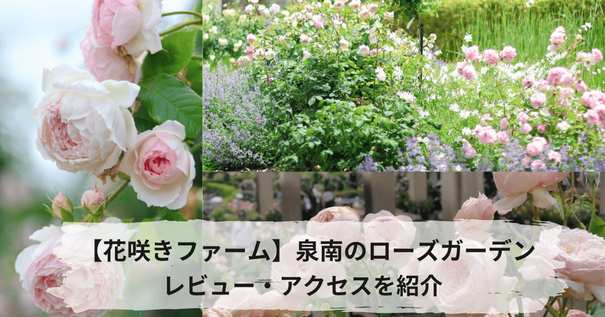 泉南の花咲きファームのデビッドオースチン・バラ園、ドライブスポット紹介